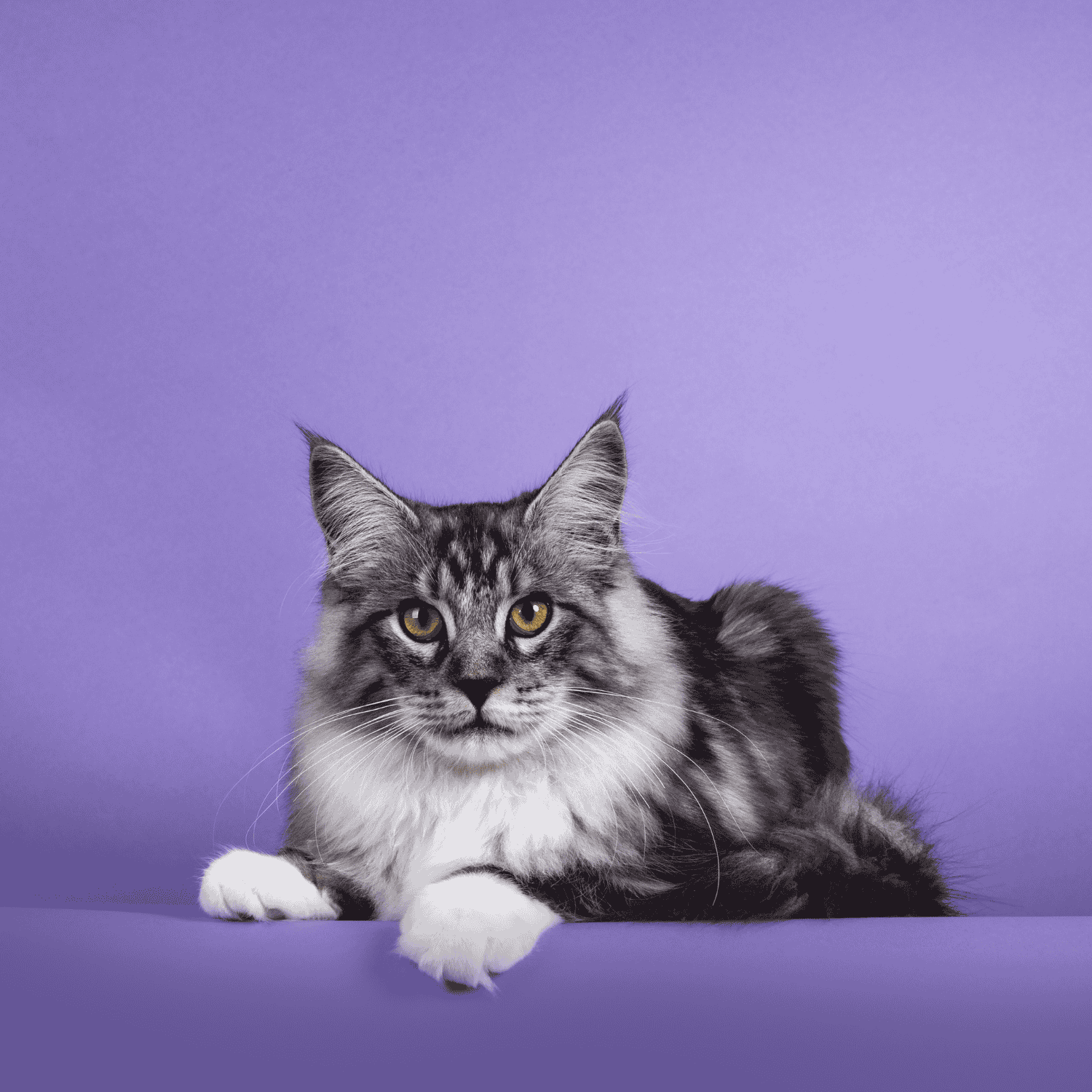 Sac de transport pour maine coon