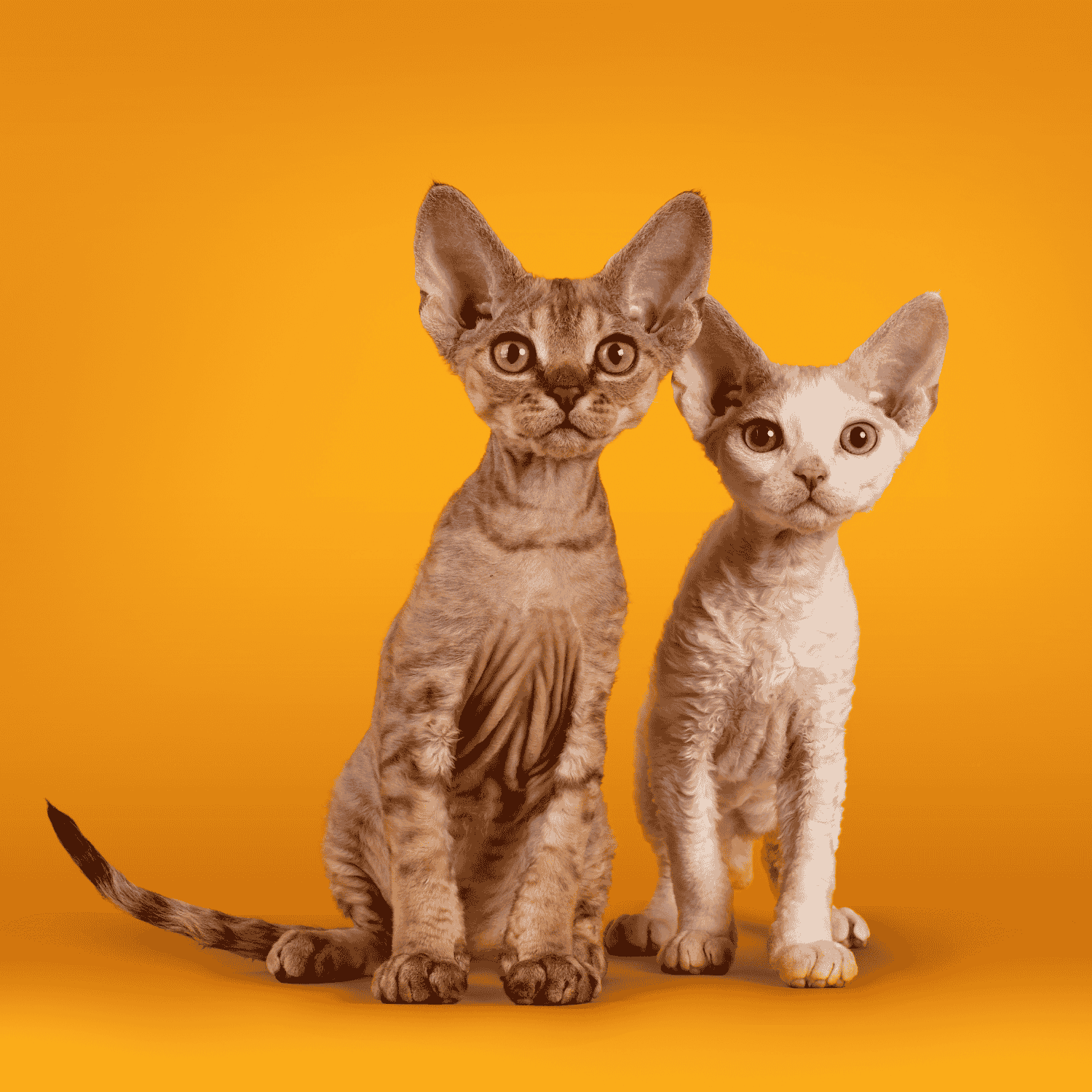 5 Astuces Infaillibles pour Habituer Ton Chat au Harnais, image size:1500x1500