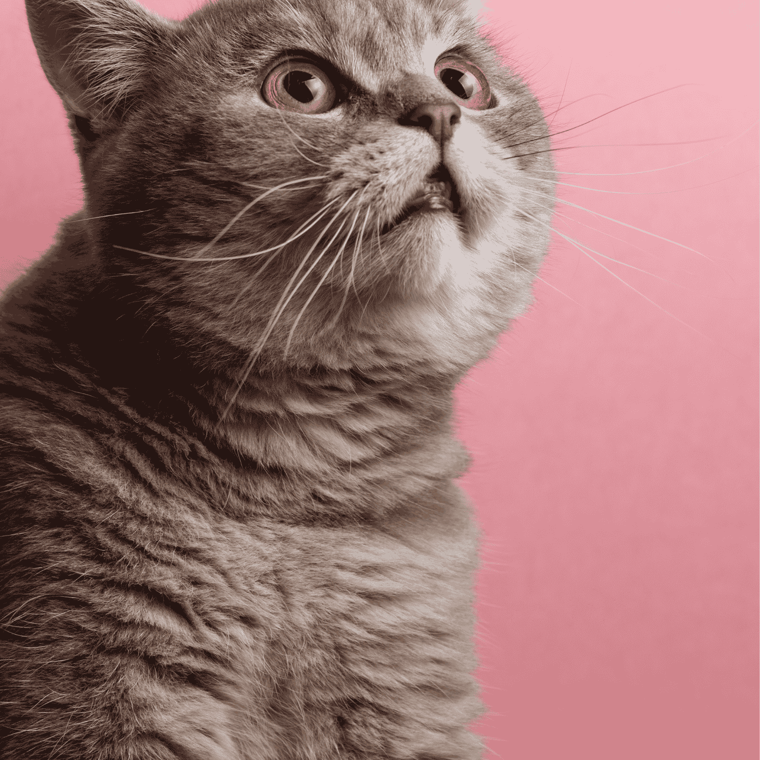 Comment savoir si mon chat à envie de faire ses besoins durant un trajet en voiture ?