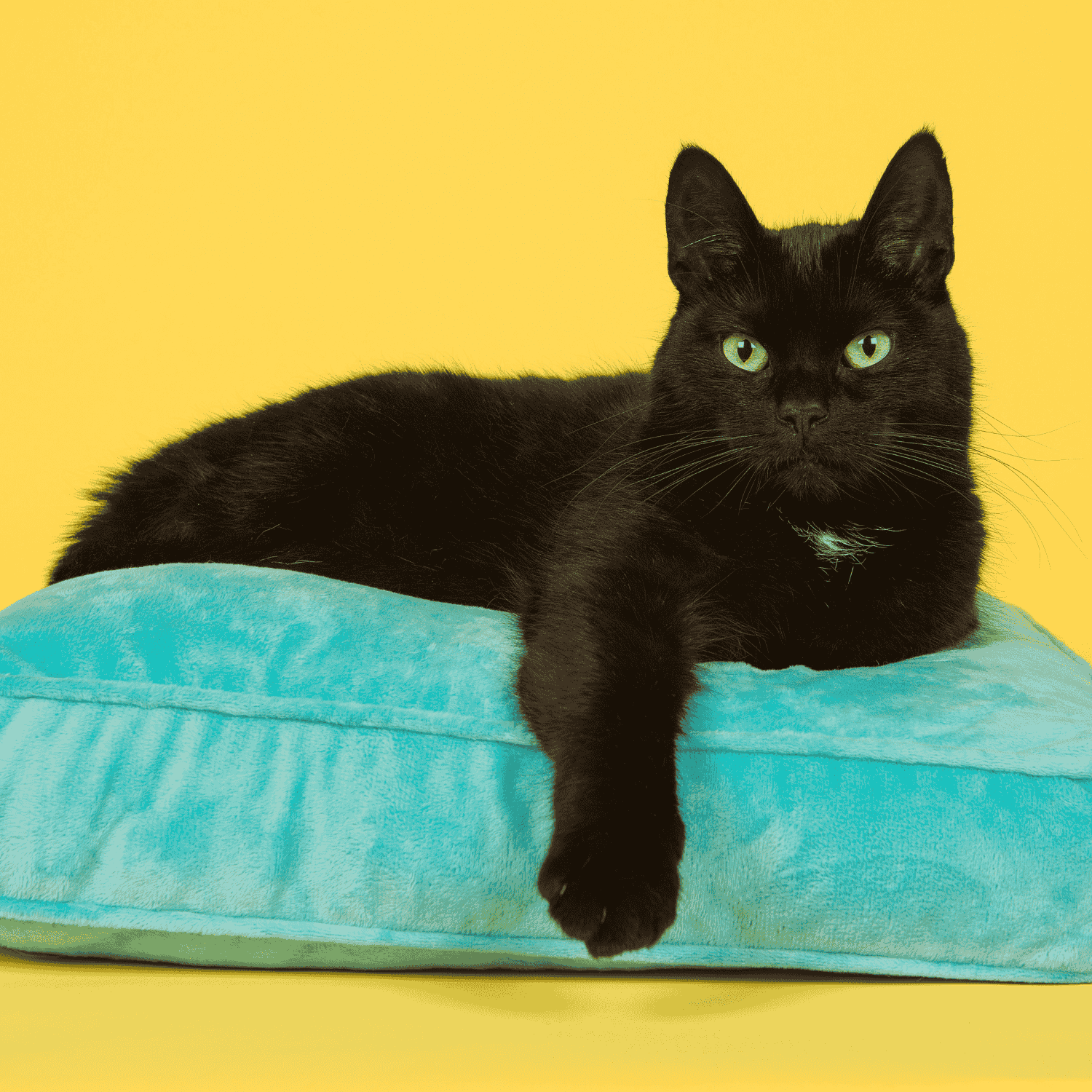 sac bulle chat