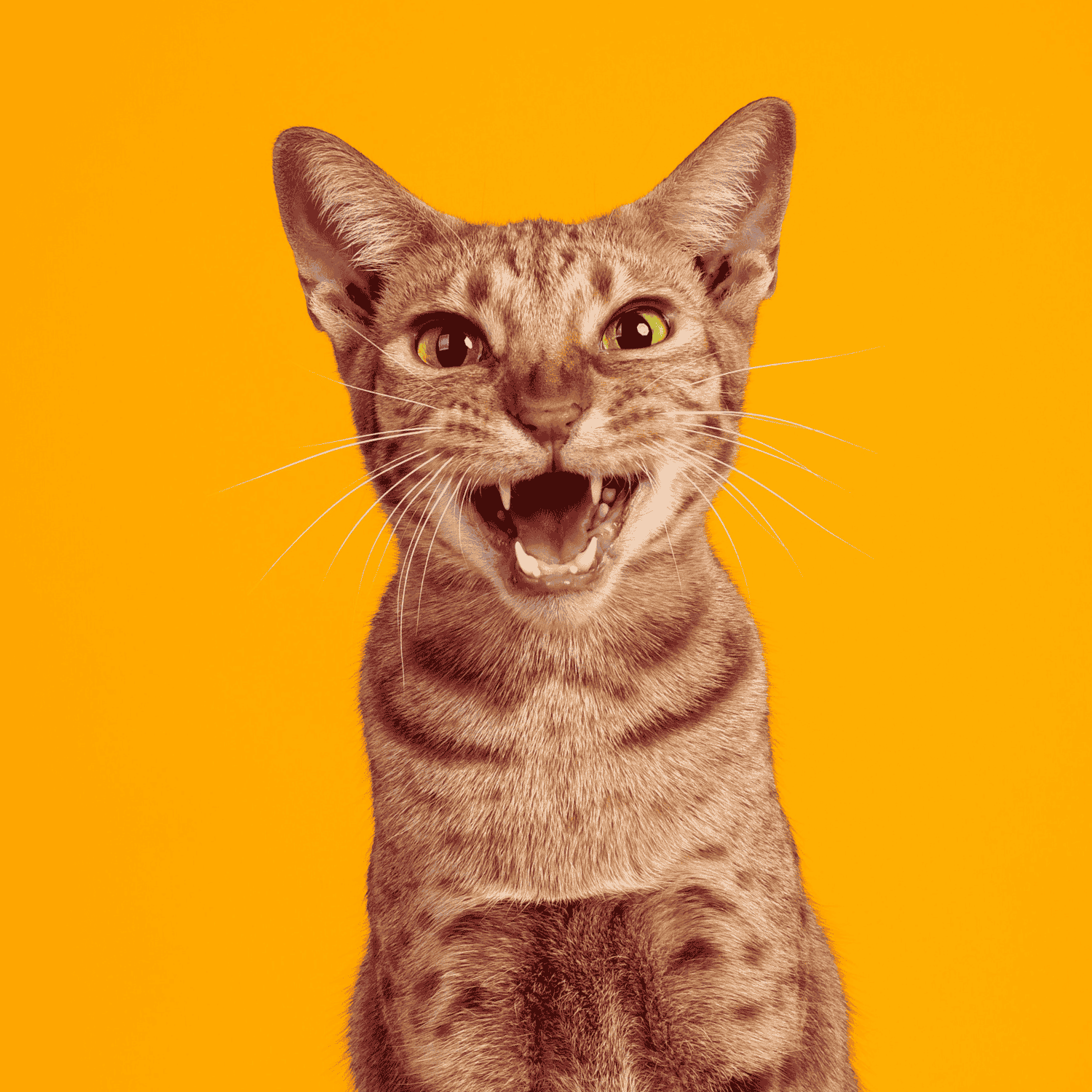 Pourquoi les chats miaulent-ils ? Comprendre les raisons et significations des miaulements