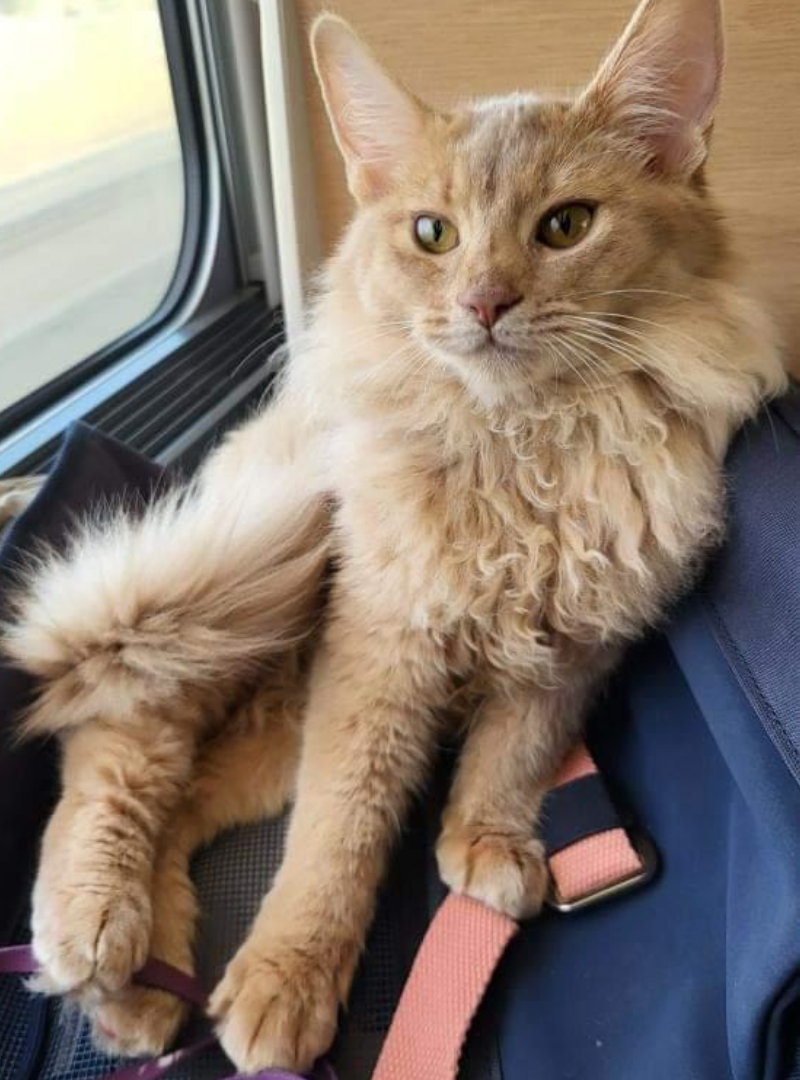 Sac a dos transport chat