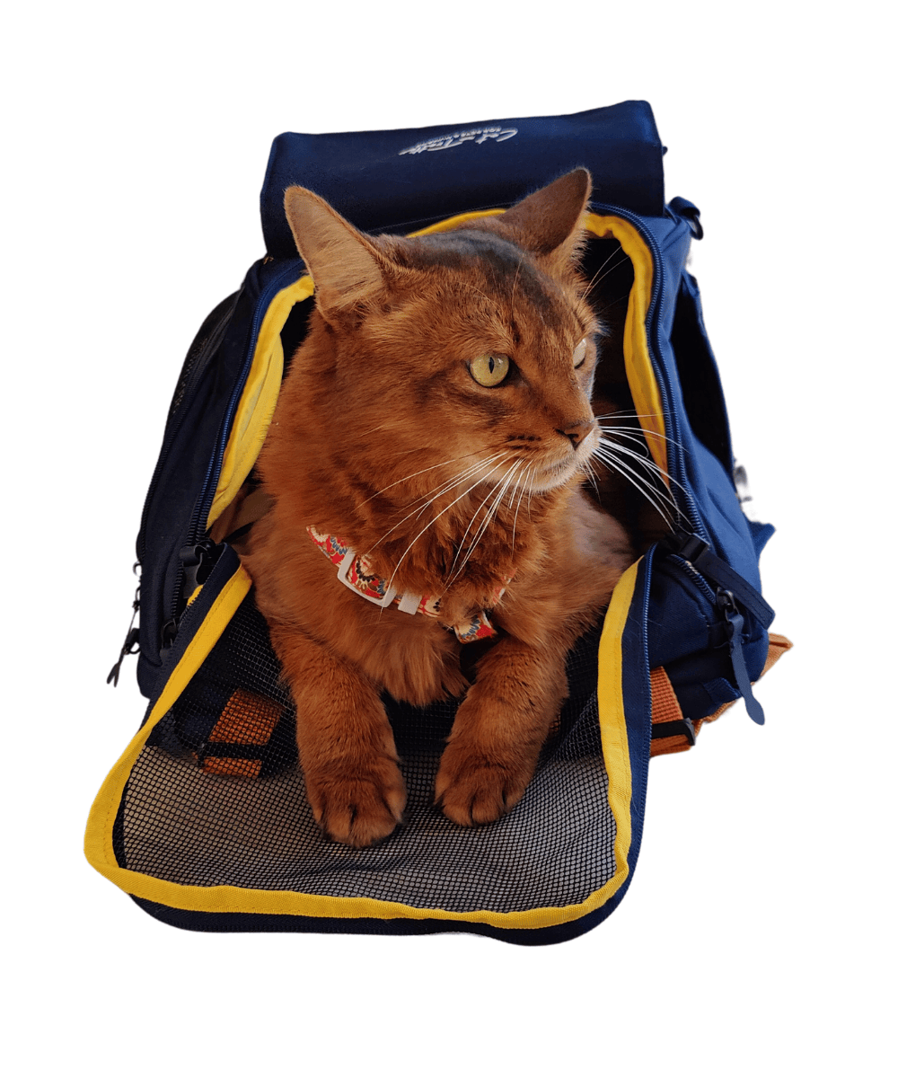 Voyager avec son chat