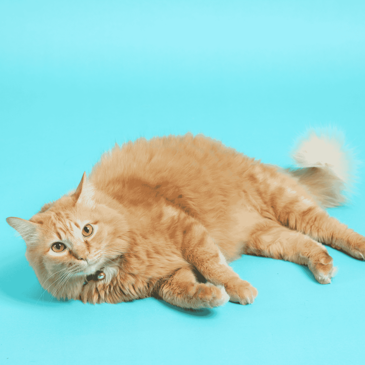 Comment habituer un chat au transport  5 astuces
