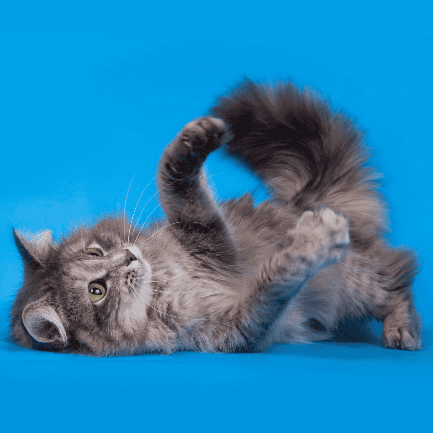 Comment savoir si mon chat a envie de faire ses besoins durant un trajet en voiture