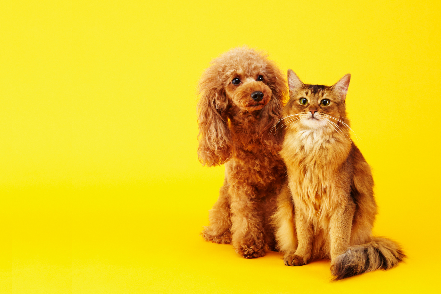cat trotter sac a dos chat