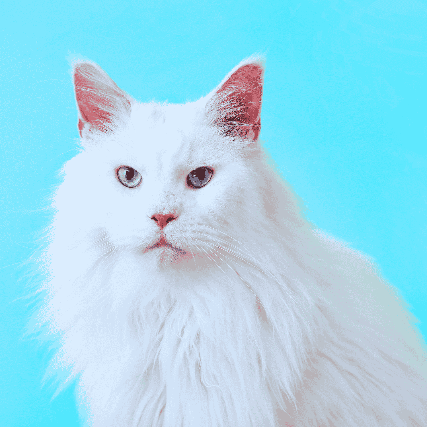 que faire si mon chat ne veut pas aller chez le vétérinaire ?