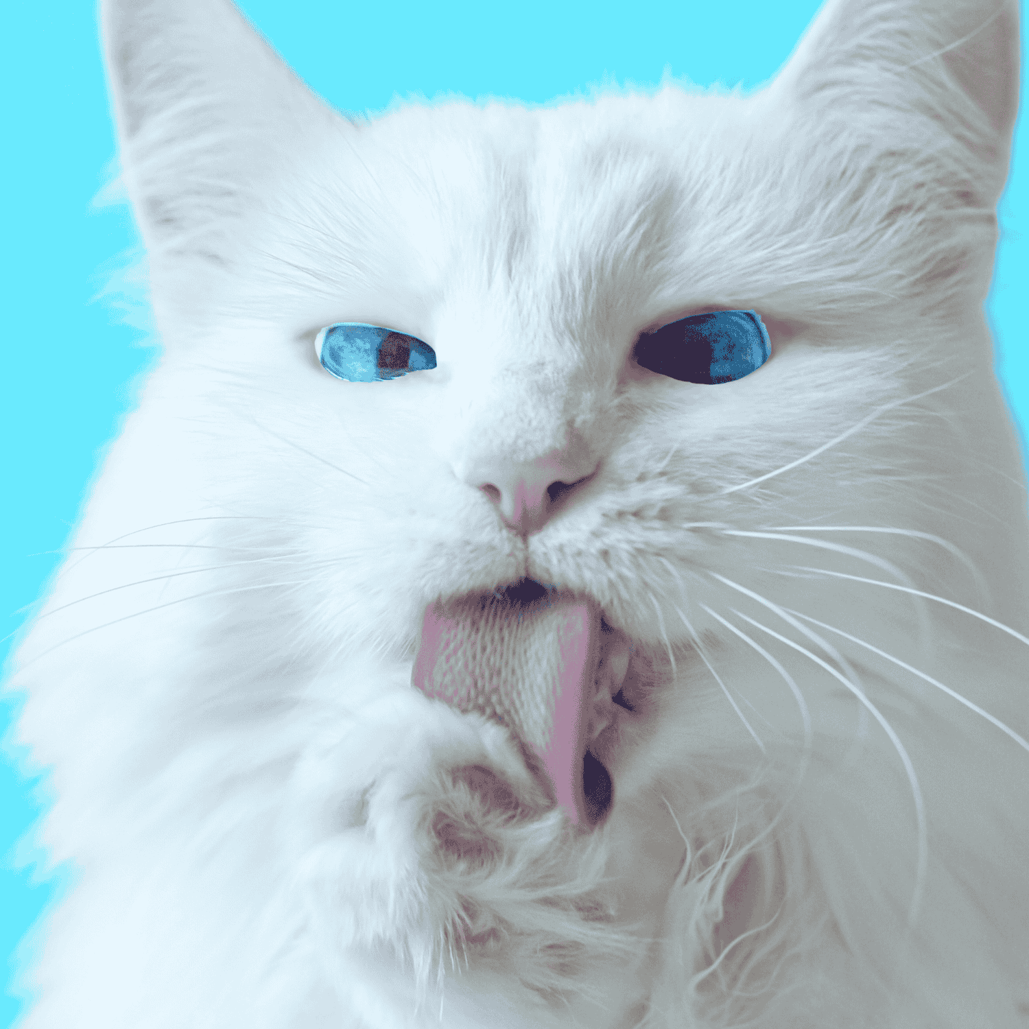 sac chat