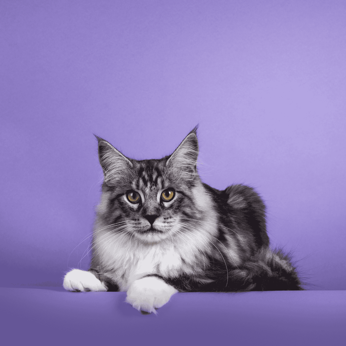 Sac à dos transport chat – confort optimal pour votre minet Sac à dos transport chat – confort optimal pour votre minet