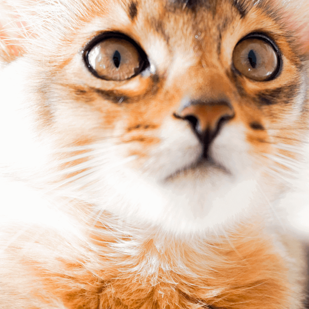 6 questions à se poser avant d'adopter un chat. Chat somali.