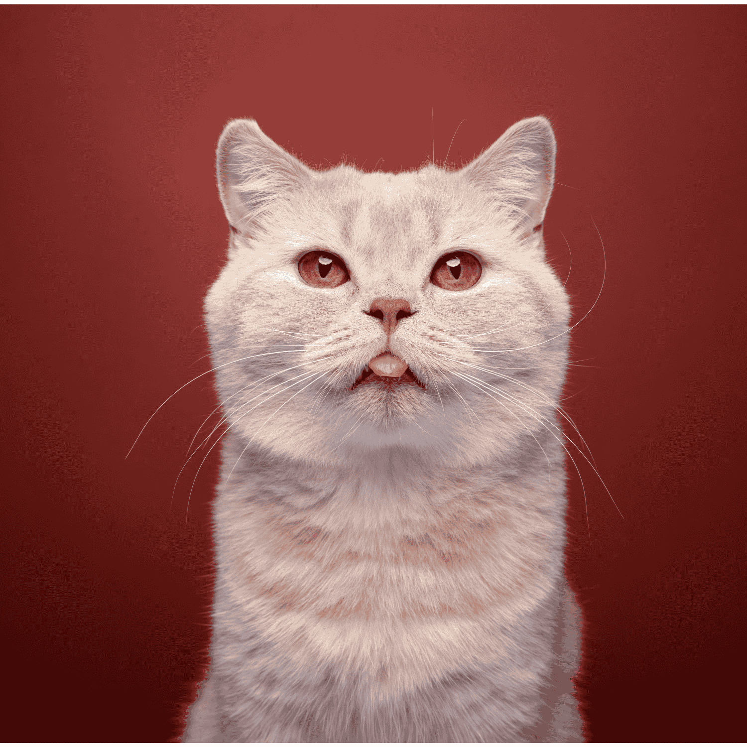 Comment bien choisir sa cage ou son sac de transport pour chat ?