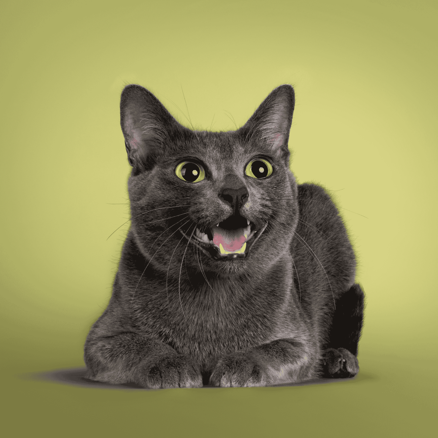Comment calmer un chat dans un sac à dos ?
