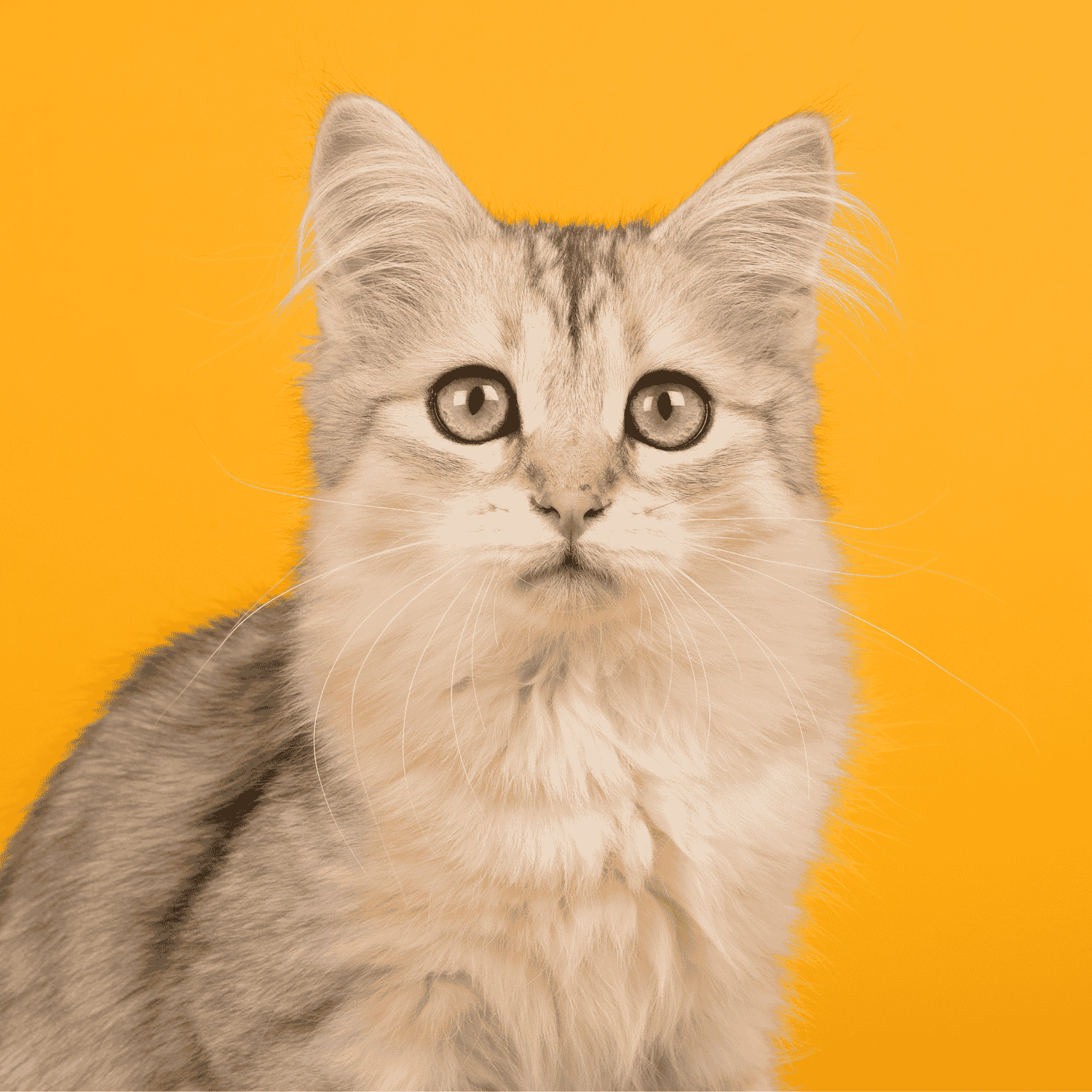 Comment savoir si mon chat s'ennuie ? Les 5 signes qui ne trompent pas