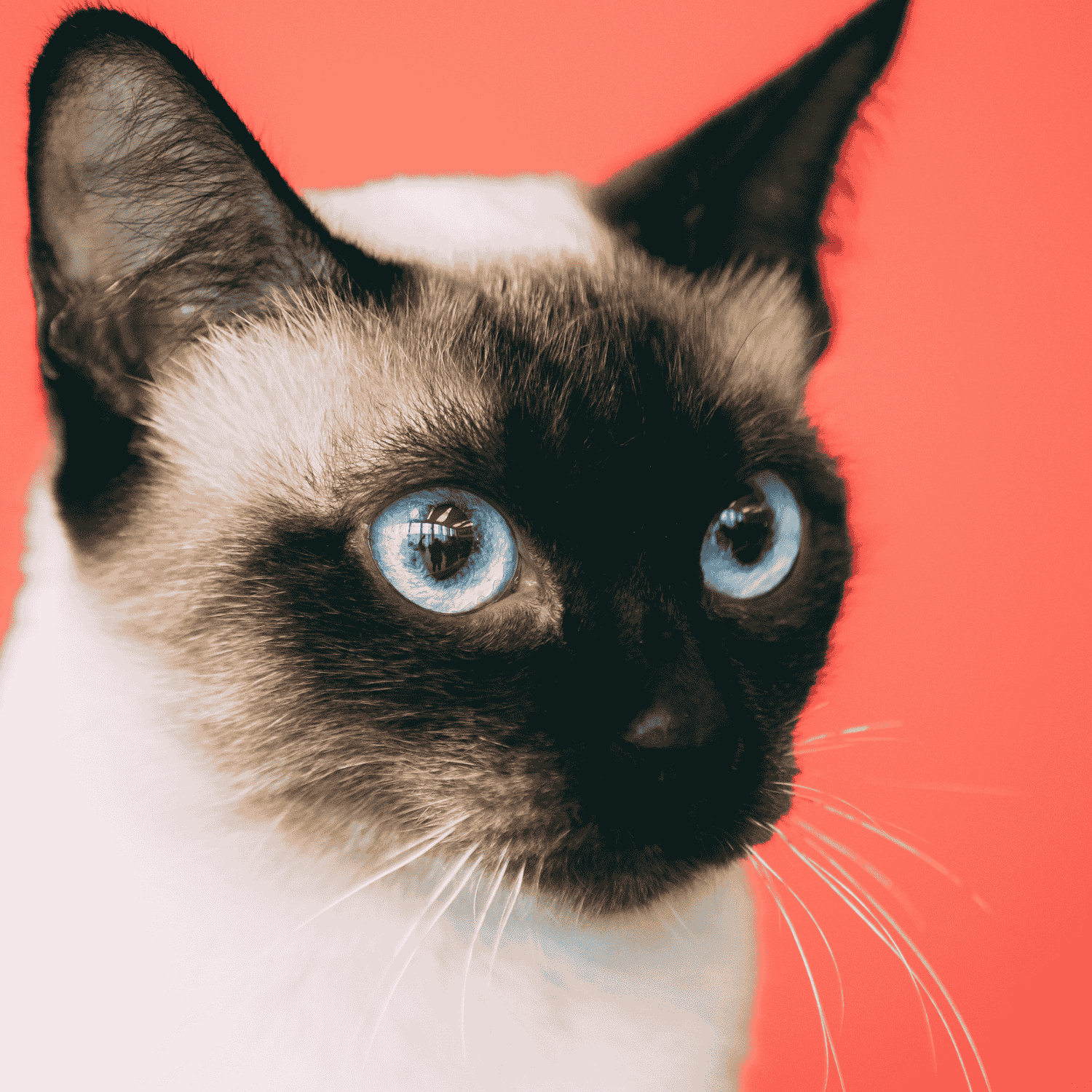 Promener son chat : tout savoir pour une activité enrichissante et sécurisée