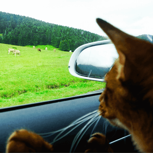 voyager avec son chat en voiture