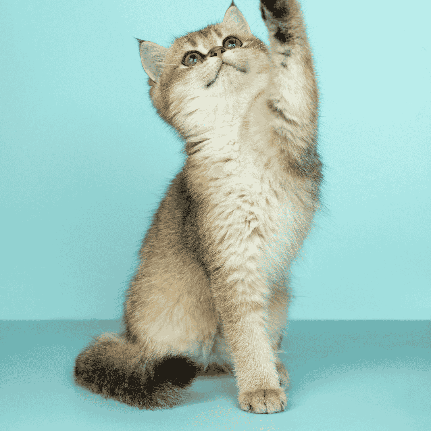 Comment nettoyer et enlever l’odeur d’urine de chat dans un sac ?