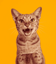 Sac transport chat logo